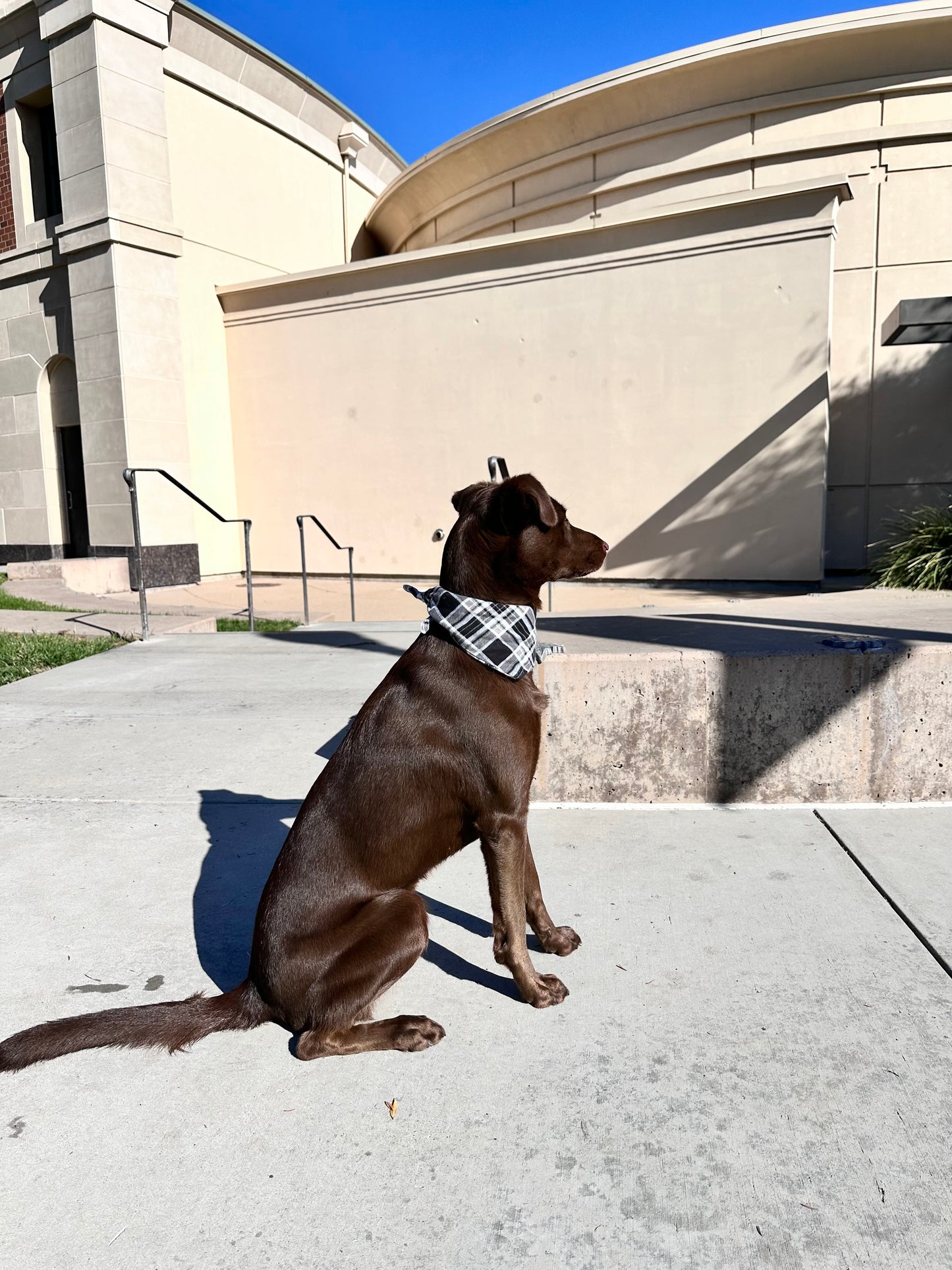 Dog Bandana